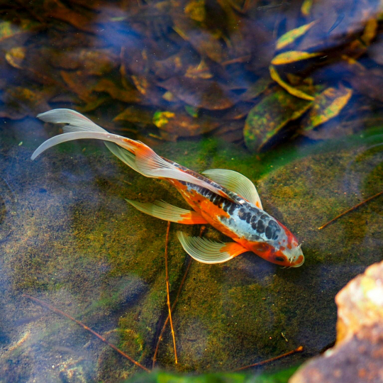 Cá Koi bướm